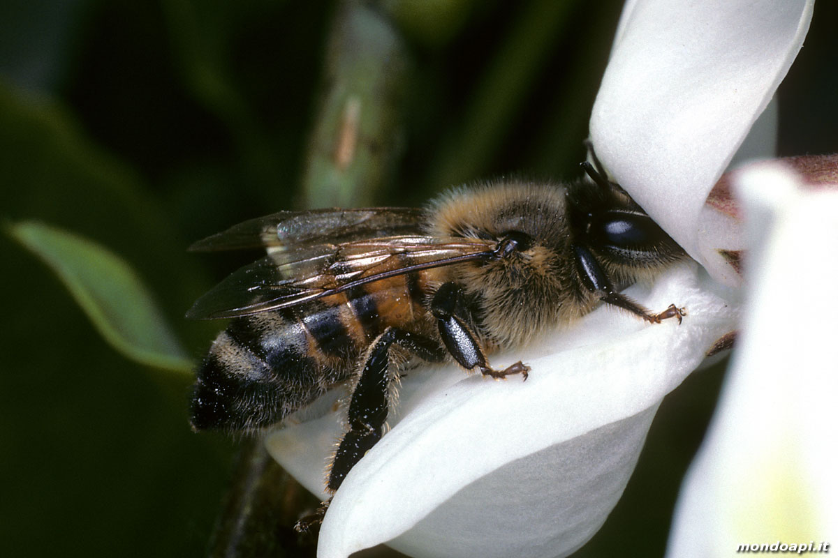 l'ape bottinatrice sulla robinia (acacia)
