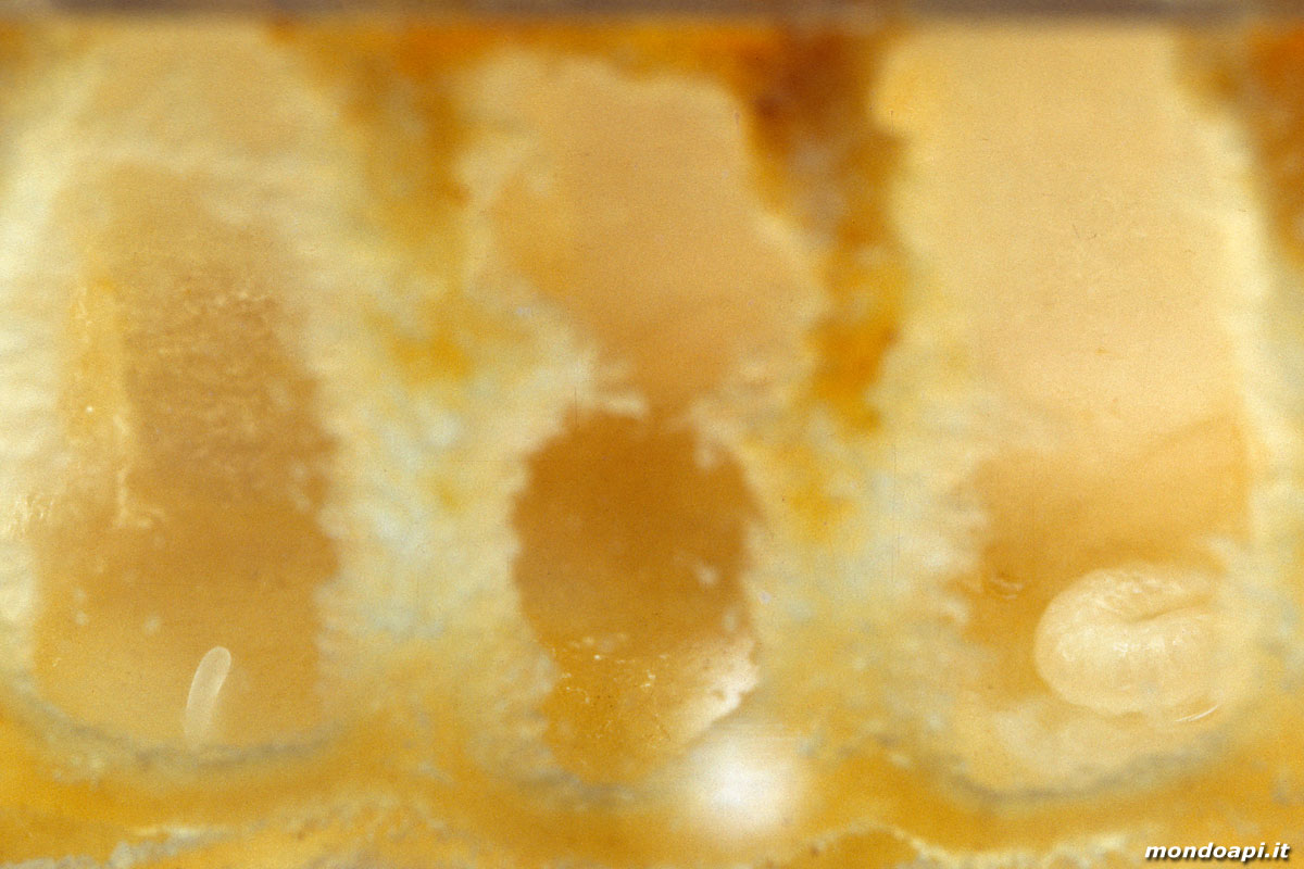 l'uovo e la larva nella celletta (favo di vetro)