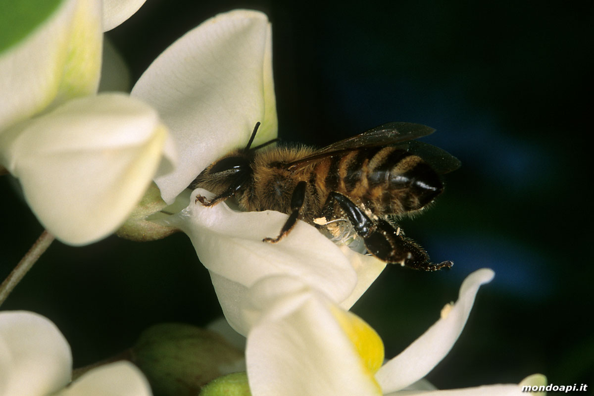 l'ape bottinatrice sulla robinia