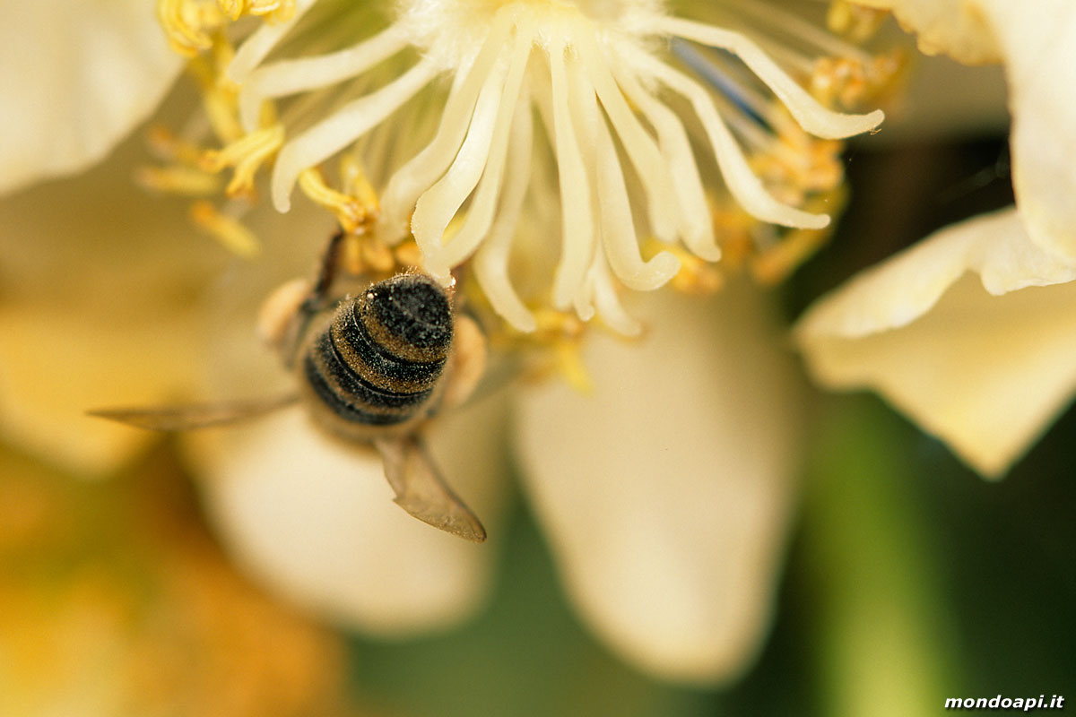 l'ape bottinatrice sull'actinidia