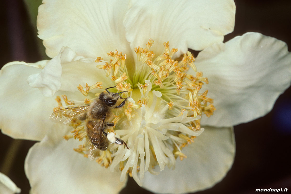 l'ape bottinatrice sull'actinidia