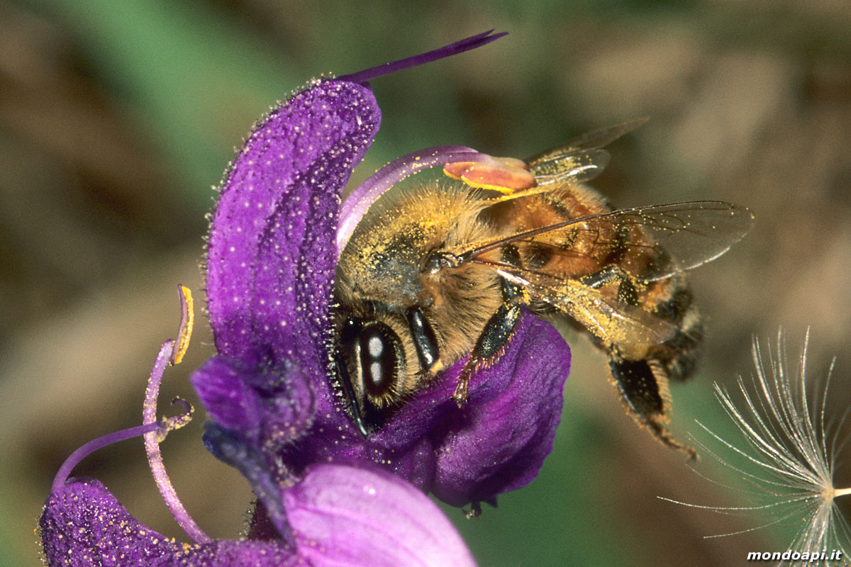 l'ape bottinatrice sulla salvia pratense