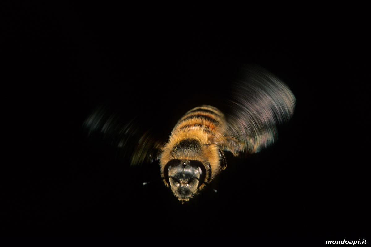 ape in volo