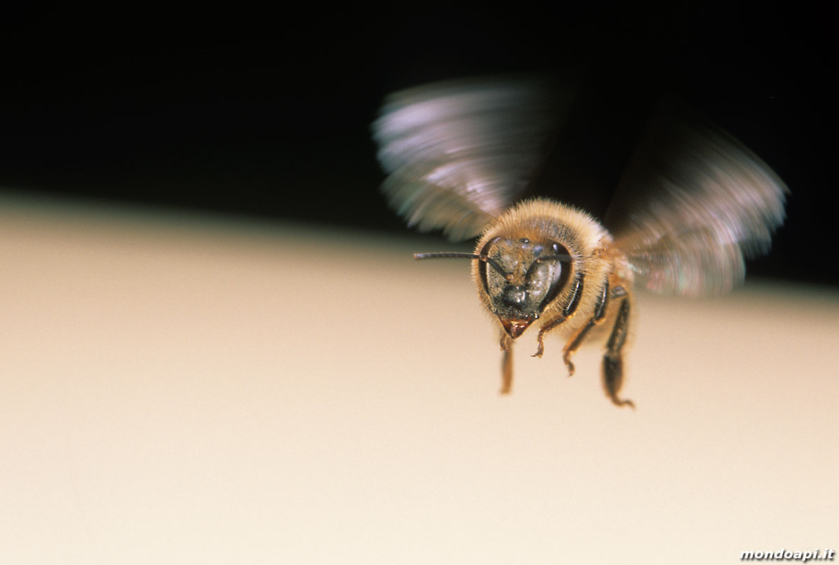 ape in volo