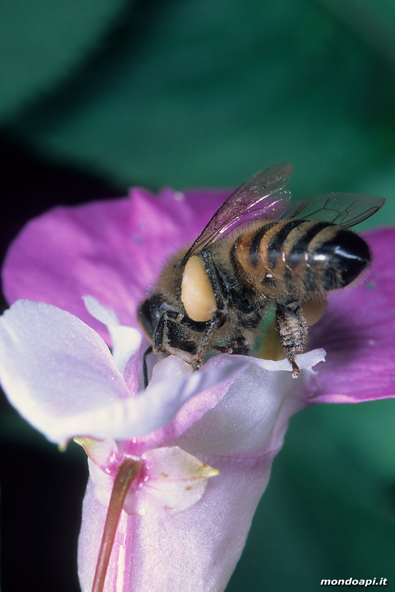 l'ape bottinatrice