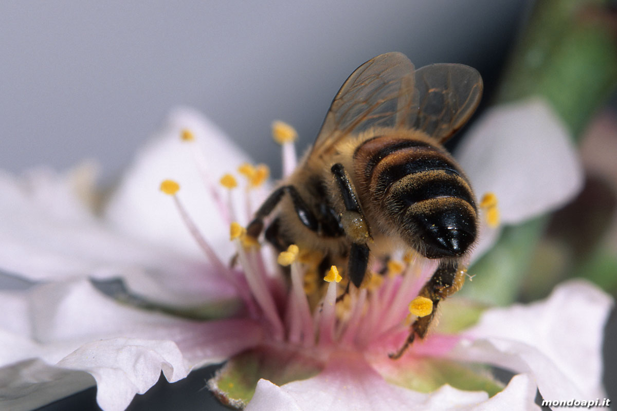 l'ape bottinatrice sul mandorlo