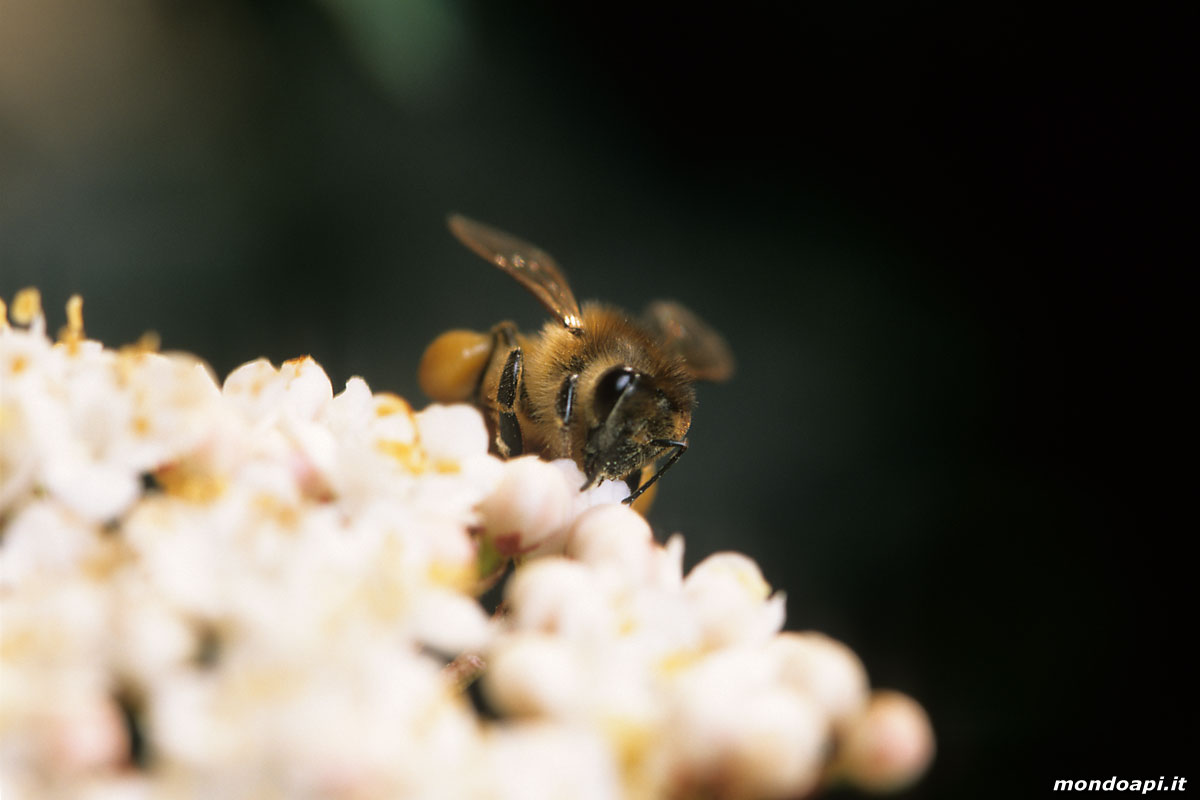 l'ape bottinatrice sul viburno