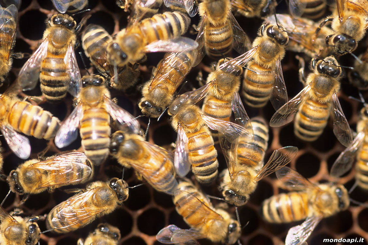 api operaie sul favo