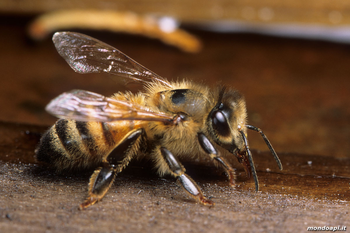 l'ape bottinatrice raccoglie l'acqua