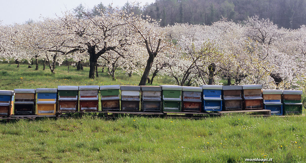 apiario sotto i ciliegi