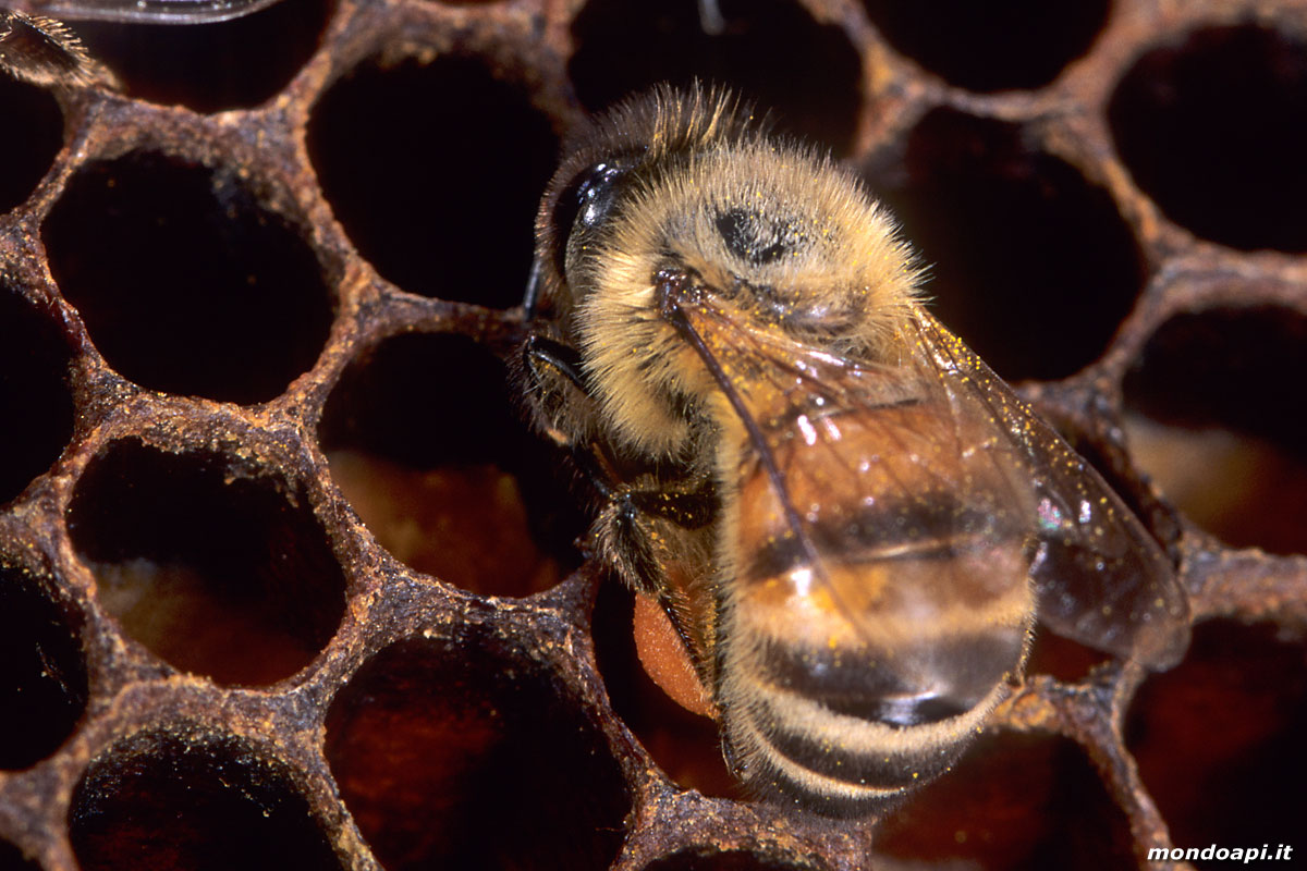 l'ape bottinatrice depone il polline nella celletta
