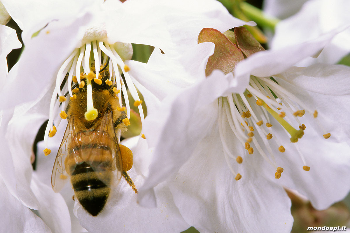 l'ape bottinatrice sul ciliegio