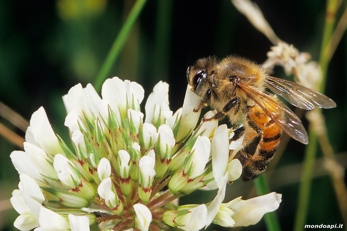 l'ape bottinatrice sul trifoglio