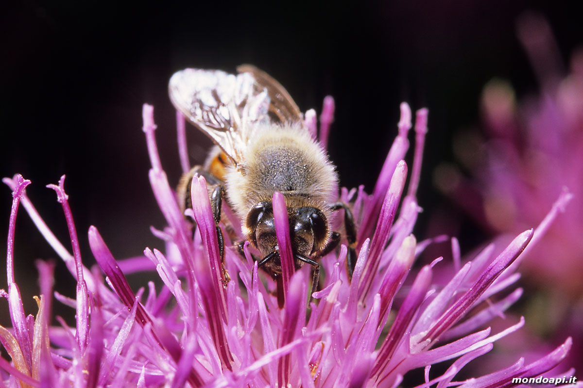 l'ape bottinatrice sulla centaurea