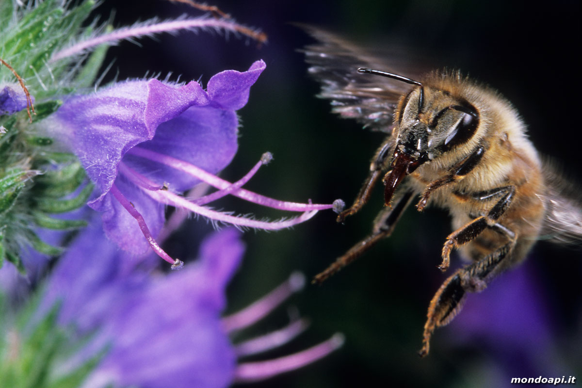 l'ape bottinatrice in volo