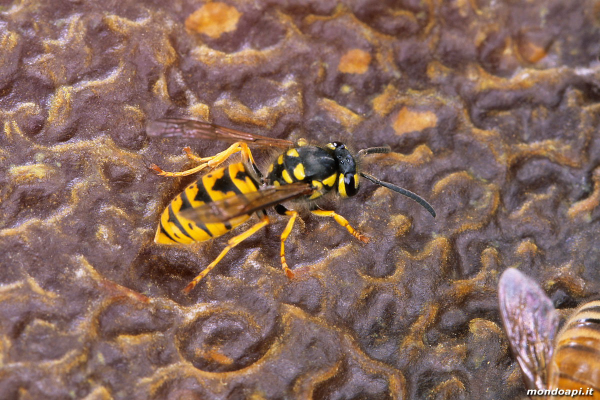 una vespa si aggira sul favo