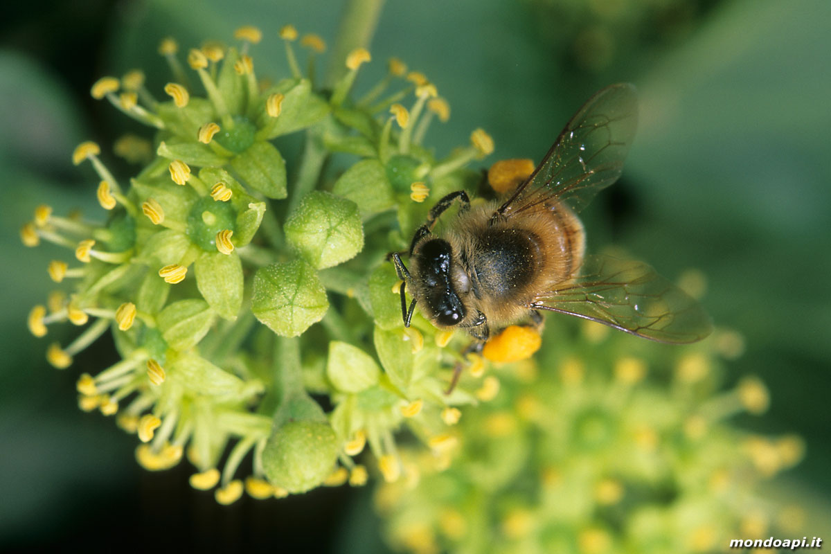 ape bottinatrice sull'edera