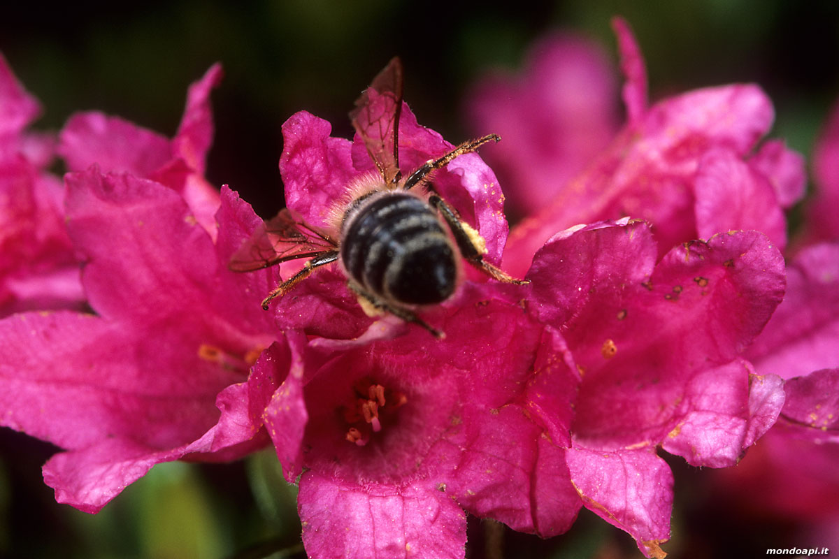 ape bottinatrice sul rododendro
