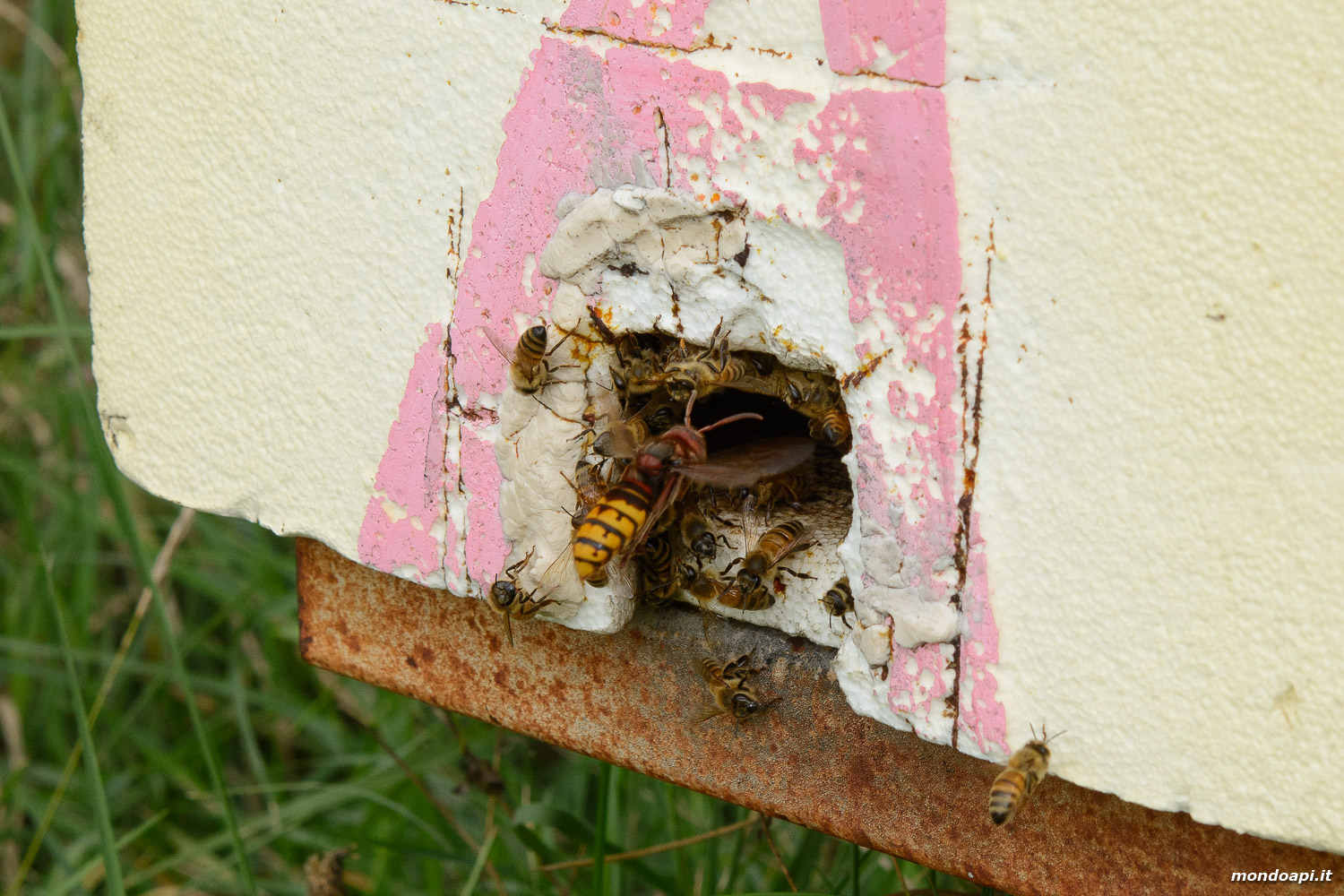 Vespa crabro a caccia di api all'ingresso di un alveare