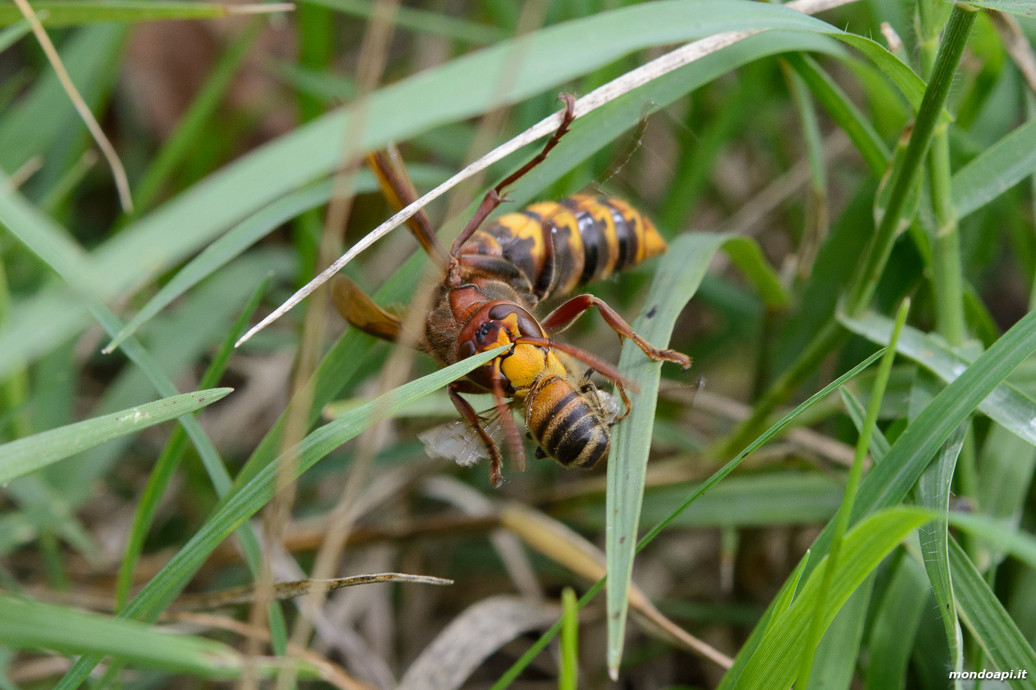 Vespa crabro: predazione di un'ape da miele