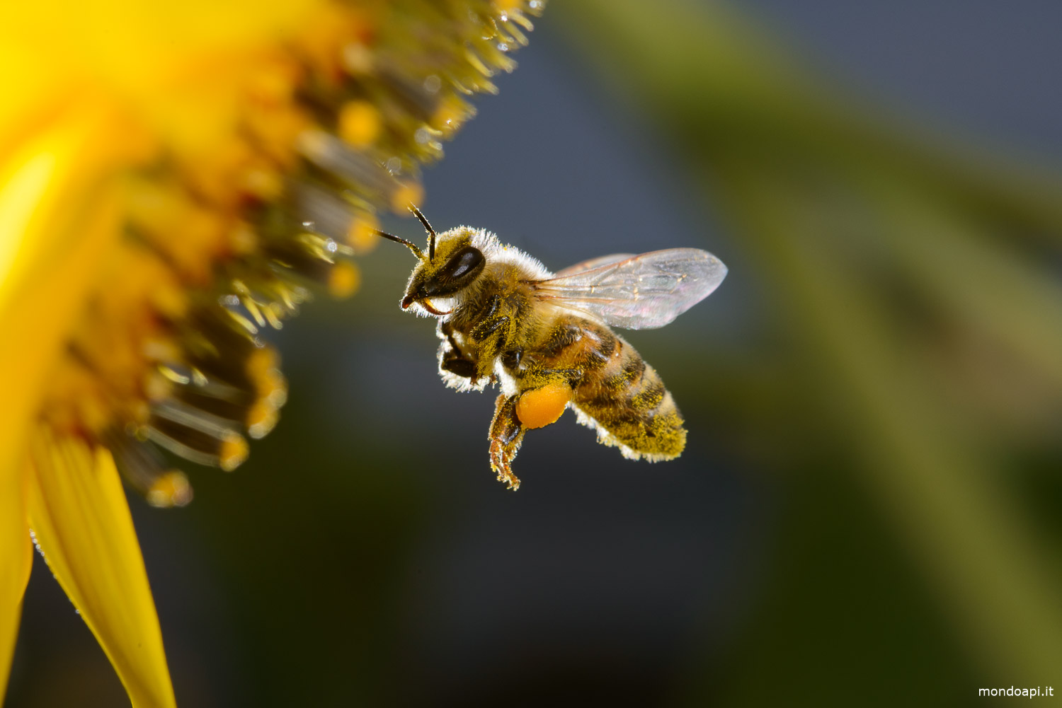 Ape in volo sul fiore del girasole