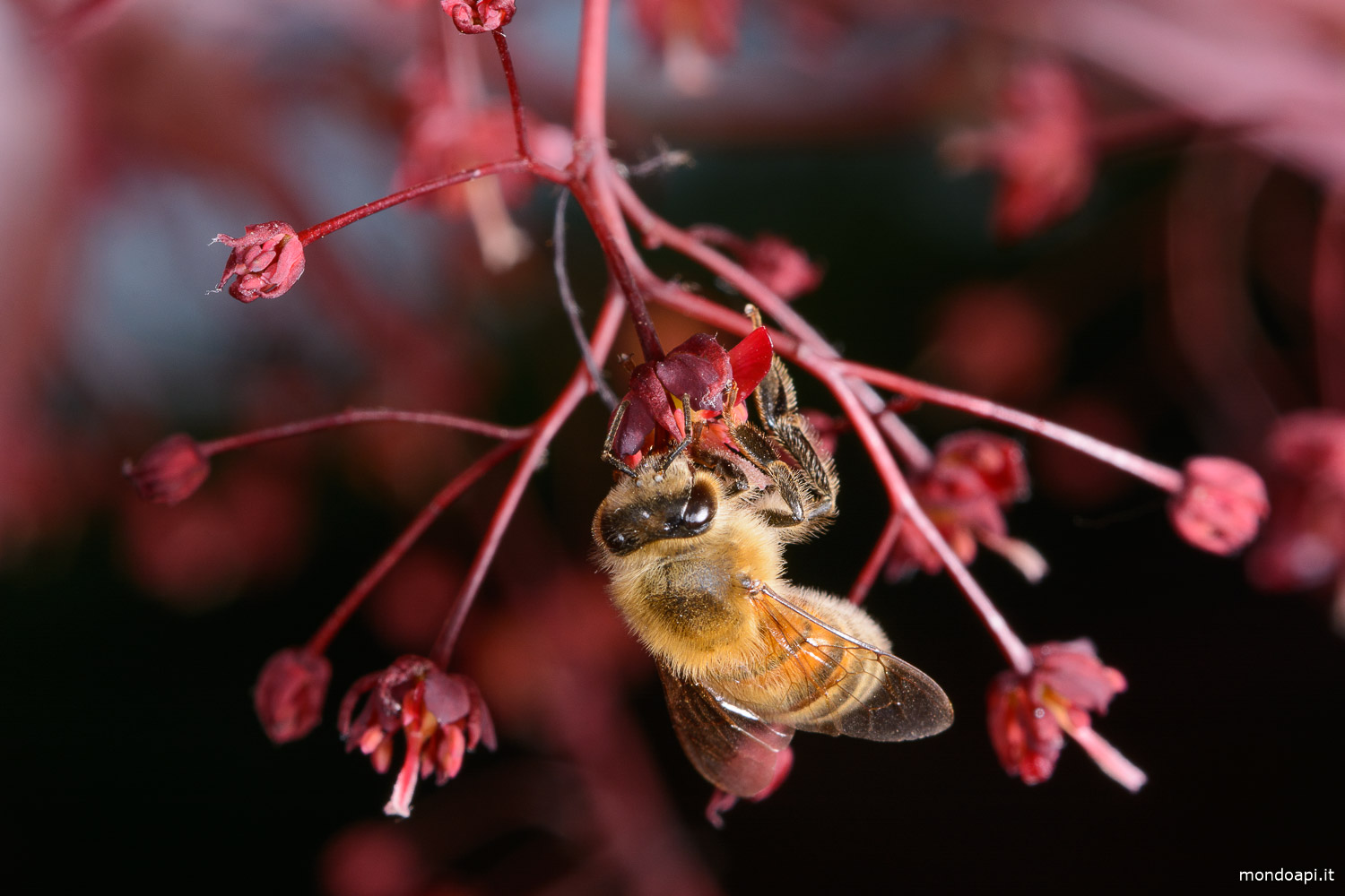 Ape sul fiore dell&rsquo;acero giapponese
