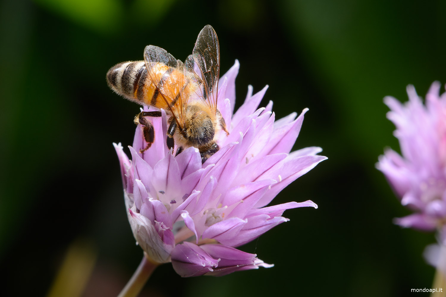 Ape sul fiore dell&rsquo;erba cipollina