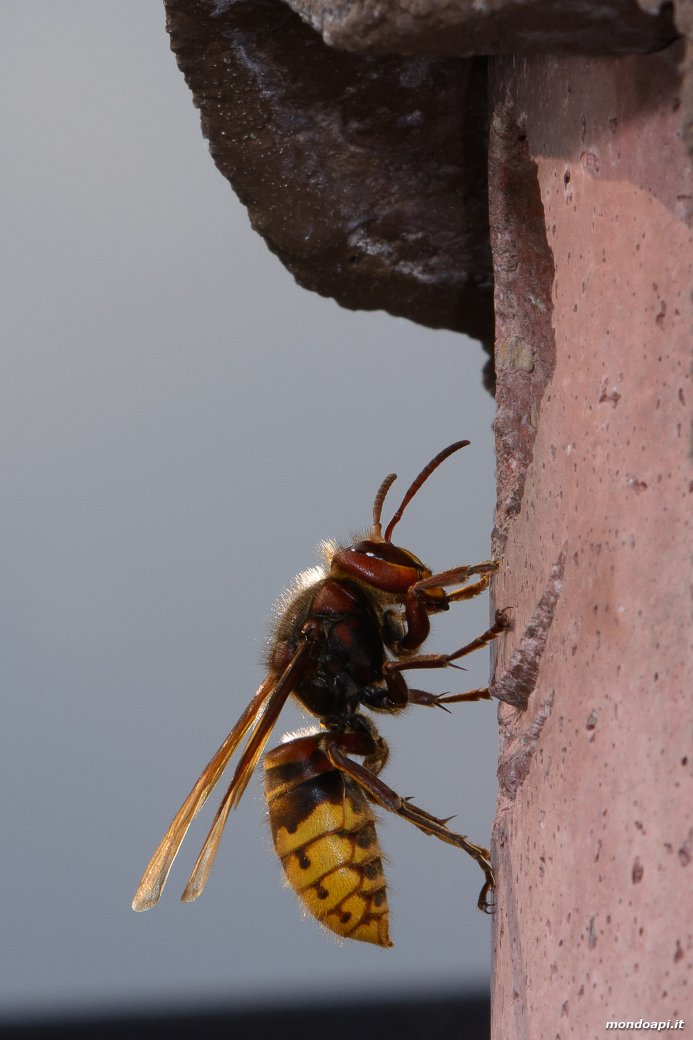 Femmina di calabrone  (Vespa crabro) all'ingresso del nido