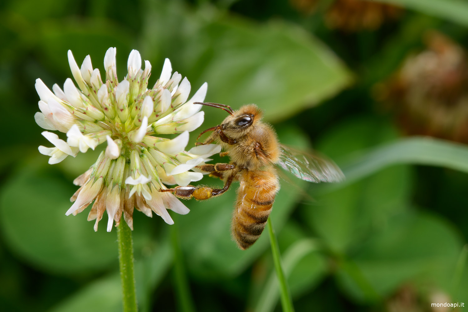 Ape sul fiore del trifoglio