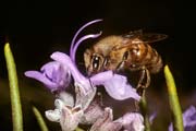 apiw011 - l'ape bottinatrice sul rosmarino