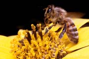 apiw019 - l'ape bottinatrice sul topinambur
