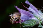 apiw021 - l'ape bottinatrice sull'erba viperina