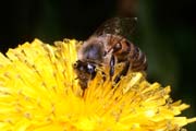 apiw022 - l'ape bottinatrice sul tarassaco