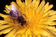 apiw023 - l'ape bottinatrice sul tarassaco