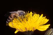 apiw024 - l'ape bottinatrice sul tarassaco