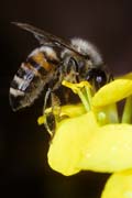 apiw028 - l'ape bottinatrice sul ravizzone
