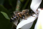 apiw032 - l'ape bottinatrice sulla robinia (acacia)