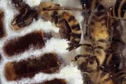 apiw044 - cellette colme di miele (attraverso il vetro)