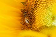 apiw053 - l'ape bottinatrice sul girasole