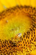 apiw054 - l'ape bottinatrice sul girasole