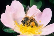 apiw055 - l'ape bottinatrice sulla rosa canina
