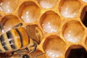 L'ape nutrice 