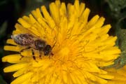 apiw079 - l'ape bottinatrice sul tarassaco