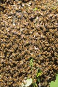 apiw081 - le api dello sciame