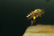 apiw082 - l'ape bottinatrice rientra al nido