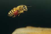 apiw089 - l'ape bottinatrice rientra al nido