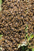 apiw096 - le api dello sciame