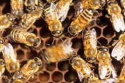 apiw113 - la danza dell'ape bottinatrice