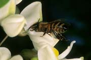 apiw114 - l'ape bottinatrice sulla robinia