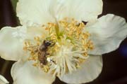 apiw117 - l'ape bottinatrice sull'actinidia